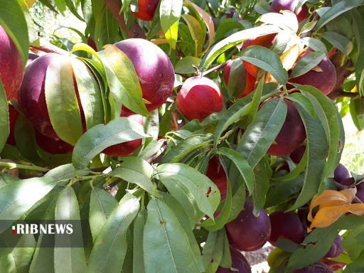 پیش بینی تولید ۴۴۰ هزار تن انواع محصولات باغی در کردستان