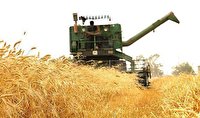 پیش بینی تولید ۲۱ هزار تن گندم در مزارع اشنویه