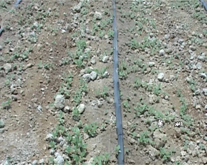 اختصاص هزار هکتاراز مزارع شهرستان مهر به کشت دانه روغنی کنجد