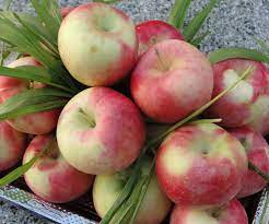 برداشت سیب گلاب از مزارع خوزستان