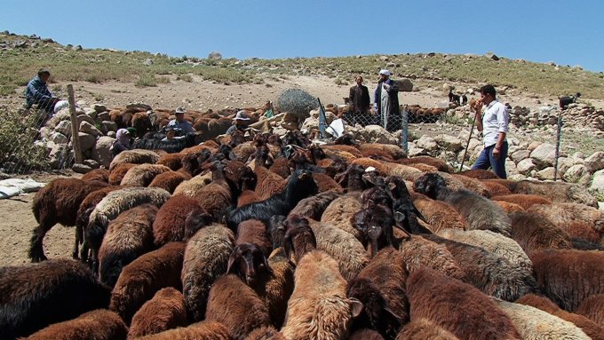 خرید تضمینی ۱۴۰۰ راس دام سبک عشایری در خراسان شمالی