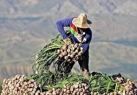 آغاز برداشت سیردر چالدران