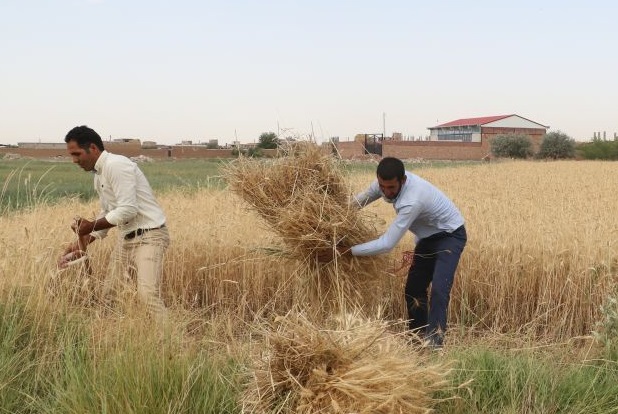 پیش بینی برداشت ۴۷۵ هزار تن گندم در آذربایجان‌شرقی