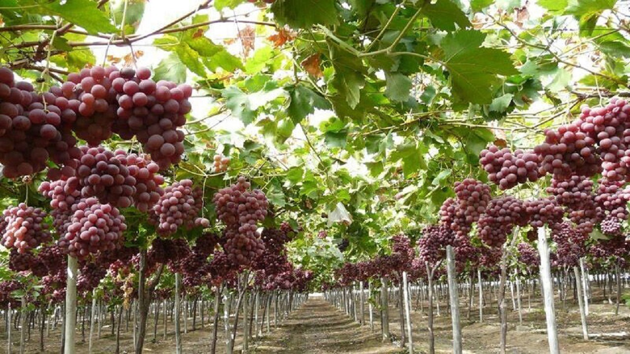 داربستی شدن باغ‌های انگور در گروی ارائه تسهیلات