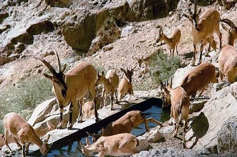 آغاز سرشماری تابستانه گونه‌های جانوری استان همدان