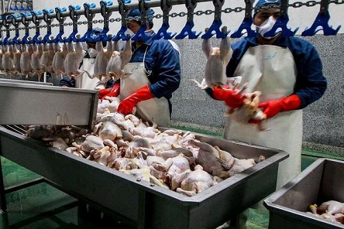 تولید ۶۵ هزار تن گوشت مرغ در ۱۰ روز پایانی خرداد ۱۴۰۰