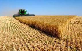 کاهش تولید گندم در آذربایجانغربی
