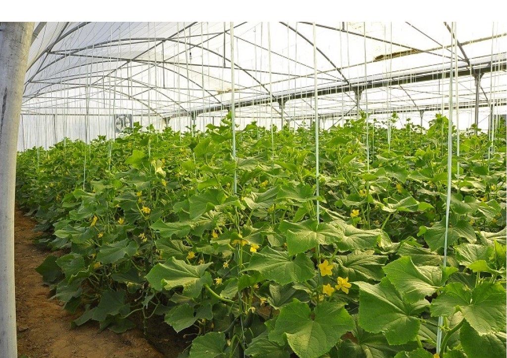 تولید ۳۲۰۰ تن محصول گلخانه‌ای در خراسان جنوبی