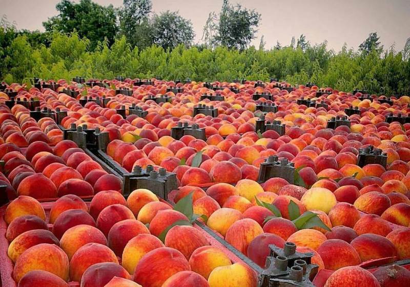 پیش بینی برداشت ۶۰۰ تن هلو و شلیل در خراسان جنوبی