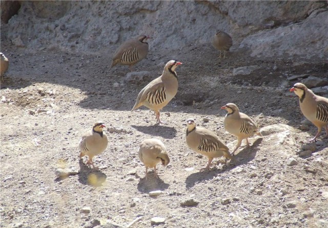 پرواز دوباره پرنده‌ها در آسمان