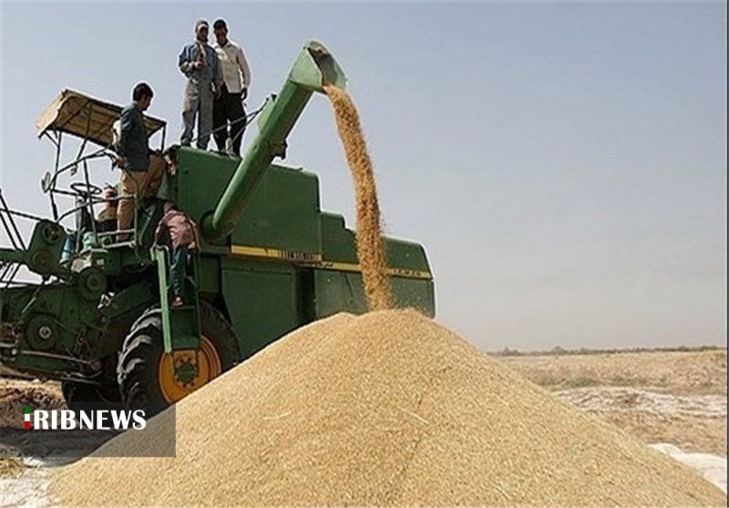 خرید بیش از ۱۱۵ هزار تن گندم در کردستان