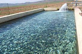 پرورش ماهی با استفاده بهینه از آب استخر‌های کشاورزی در بویین زهرا