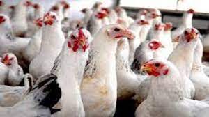 کشف مرغ زنده قاچاق در کنگاور