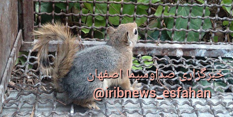 رهاسازی سنجاب ایرانی در عرصه‌های طبیعی استان اصفهان