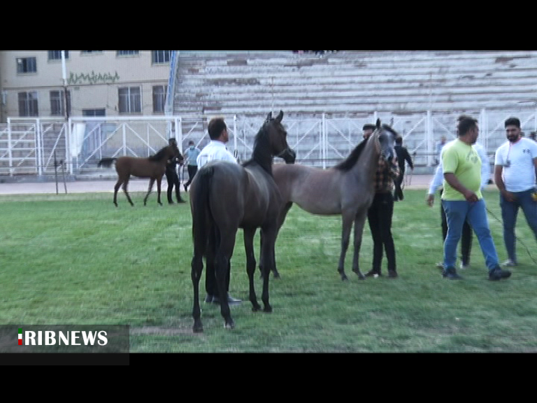 جشنواره ملی زیبایی اسب عرب در اردبیل