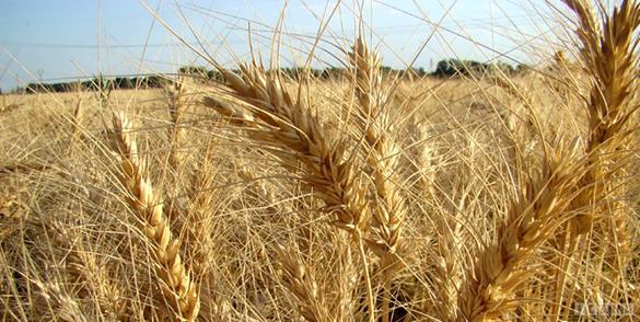 خریداری بیش از ۵۰ هزار تن گندم در استان مرکزی