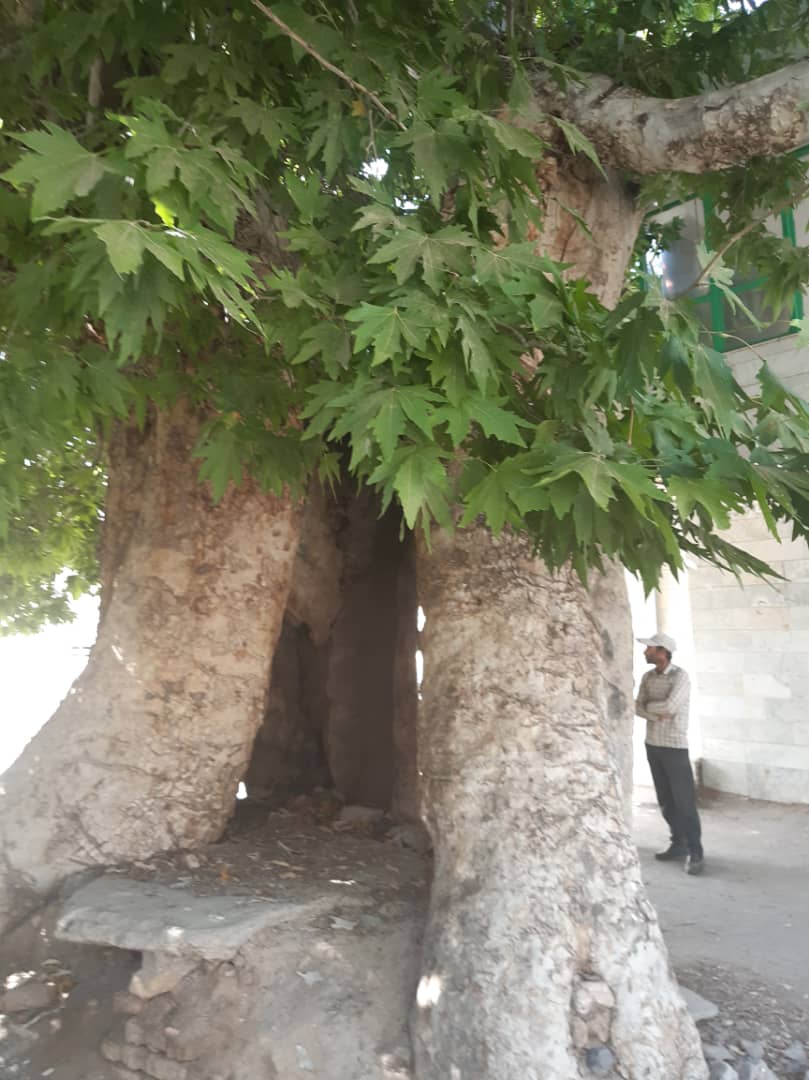 ثبت چهار اصله درخت کهنسال شهرستان بردسکن در فهرست میراث ملی