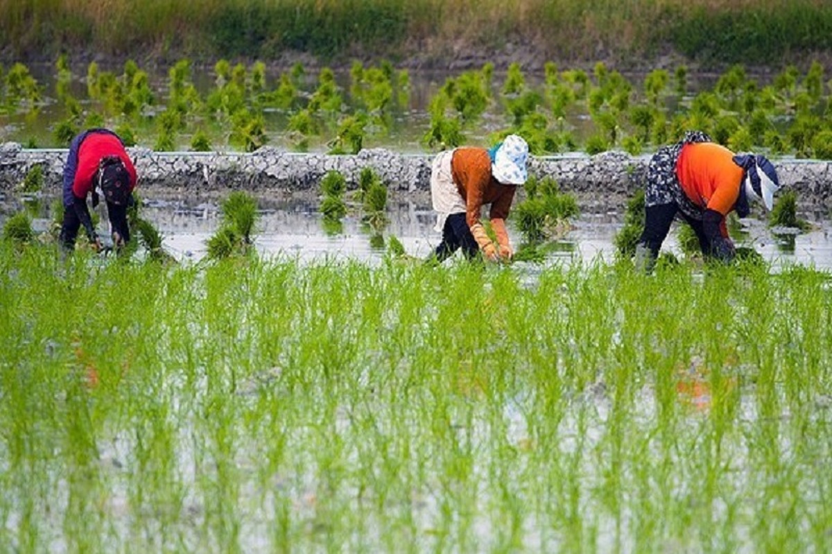 کاهش ۳۰ درصدی کشت برنج در چرام