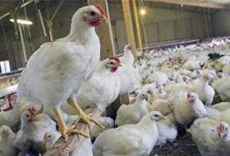 افزایش تولیدگوشت مرغ در شهرستان خوشاب