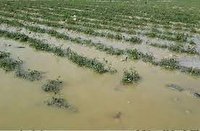 خسارت سیل و تگرگ به اراضی کشاورزی ارومیه
