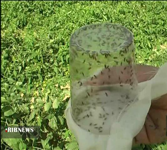 رهاسازی زنبور براکون در مزارع کامیاران