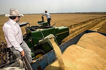 خرید تضمینی ۵۸ هزار تن گندم مازدا برنیاز از کشاورزان استان مرکزی