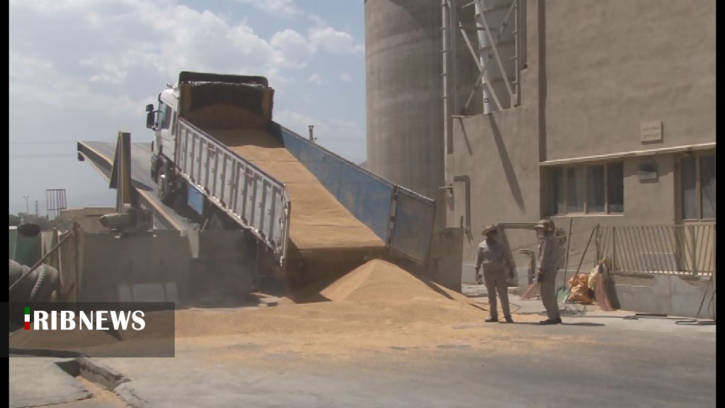 خرید ۱۱۵ هزار تن گندم مازاد بر نیاز کشاورزان در استان همدان