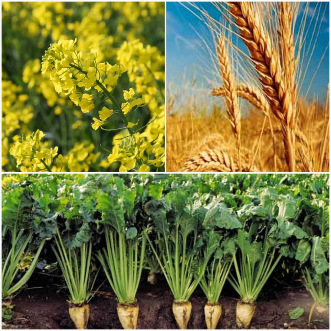خرید بیش از دو میلیون تن محصولات استراتژیک کشاورزی در خوزستان