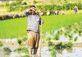 ممنوعیت کشت برنج در خوزستان