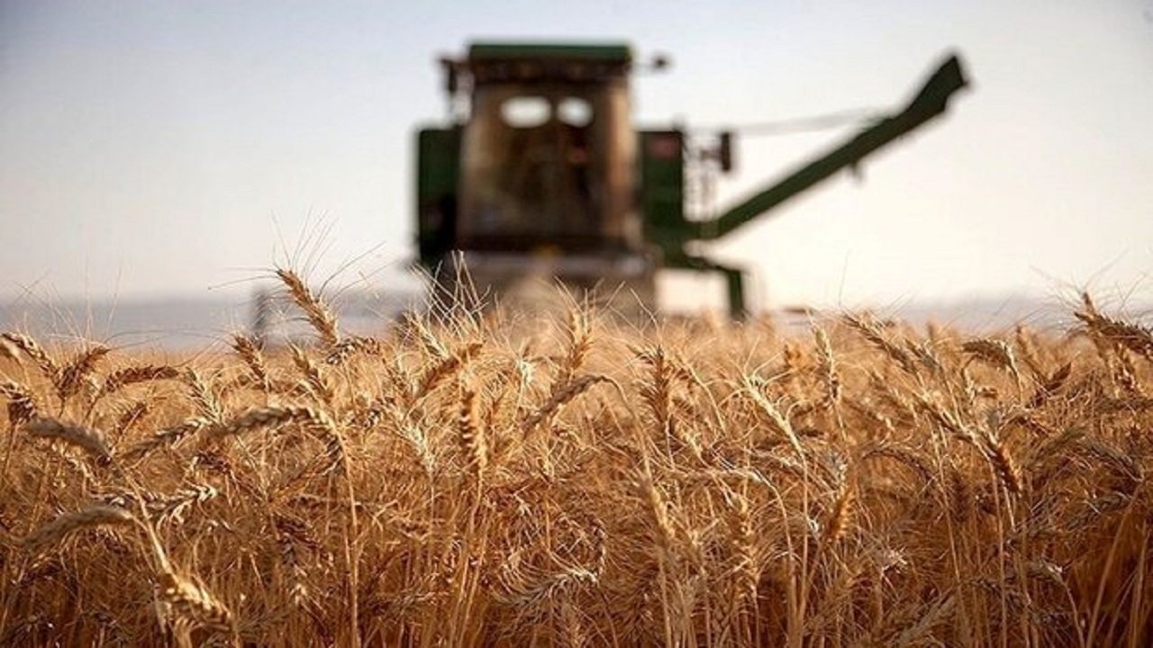 خرید بیش از ۱۱۰ هزار تن گندم در استان قزوین