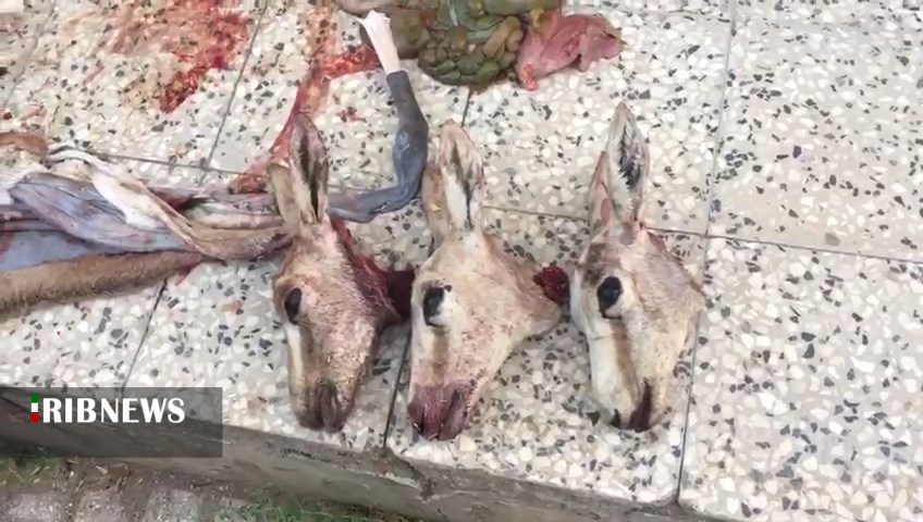 دستگیری پنج شکارچی متخلف در پناهگاه حیات وحش موته