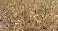 بیشترین خسارت خشکسالی در بخش زراعت به محصولات گندم و جو آبی