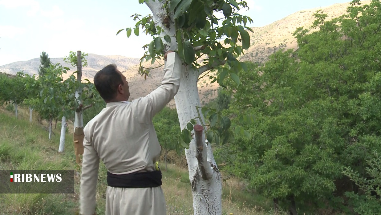 سرشاخه کاری درختان گردو در بانه