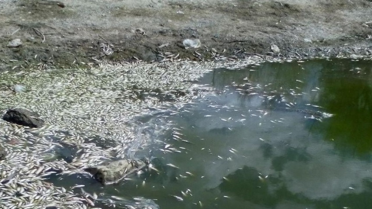 خشکسالی بی سابقه در نهاوند جان هزاران ماهی را به خطر انداخت