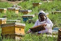 استقرار زنبورداران مهاجر در مناطق ییلاقی چالدران