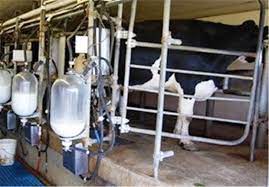 تولید سالانه ۴۰۰ هزار تن شیر در استان مرکزی