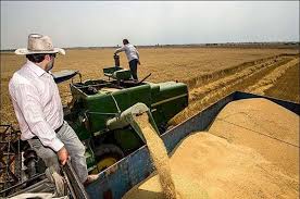 پیش بینی تولید ۲۵۰ هزار تن گندم از گندمزارهای استان مرکزی