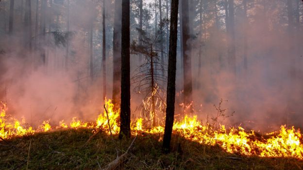 آتش در جنگل های سالندکوه