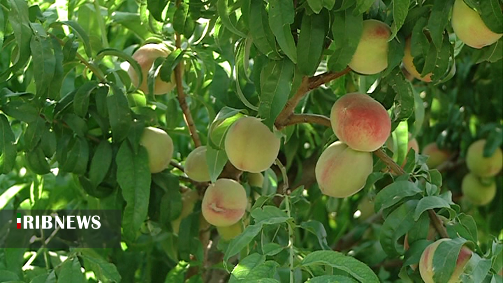 چشم نوازی میوه های رنگارنگ تابستانی در کرمان