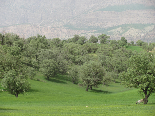 ثبت بیش از ۲ میلیون  عرصه ملی خوزستان