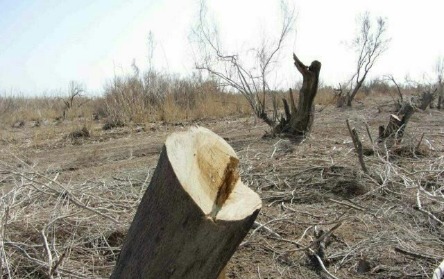 توقیف خودروی حامل ۳۰ اصله تاغ غیر مجاز در ششتمد