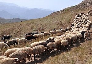 کمبود علوفه وخوراک دام؛ مشکلی که دامداران با آن مواجه هستند