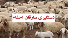 سارقان احشام با هوشیاری پلیس ساوه ناکام ماندند