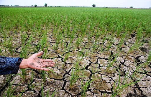 امهال وام‌های کشاورزان خسارت دیده از خشکسالی