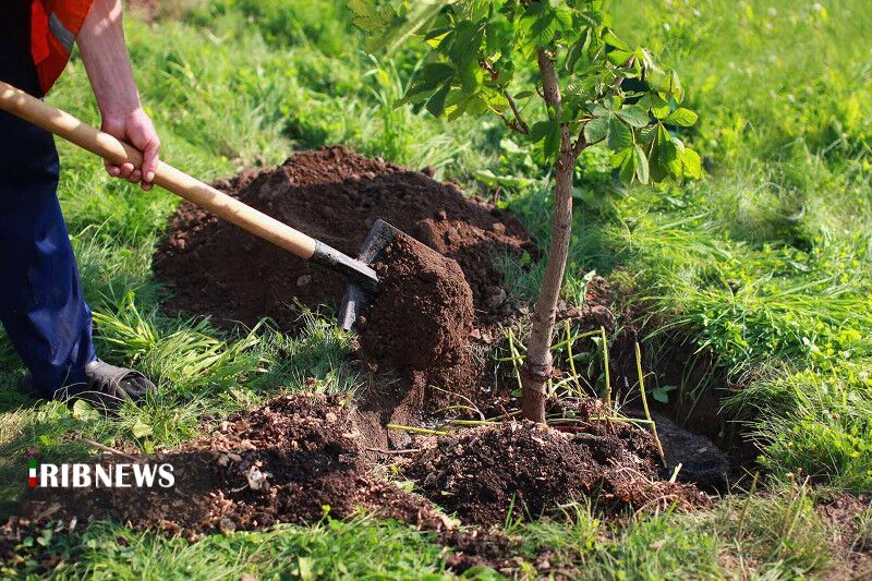 کاشت ۶۰ اصله نهال در راستای مجازات جایگزین حبس متخلفان عرصه‌های منابع طبیعی