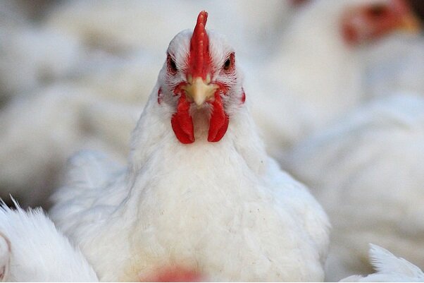 چالش‌های صنعت مرغ/مرغداران ایلامی در انتظار حمایت