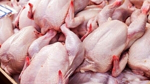 رسیدگی به تخلف گرانفروشی مرغ در خوزستان