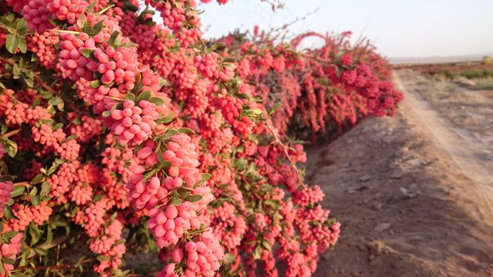 ثبت دو وقف جدید در شهرستان قاینات