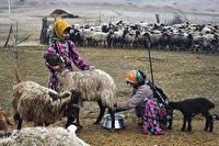 عشایر آذربایجان غربی در سکوی نخست تولید شیر