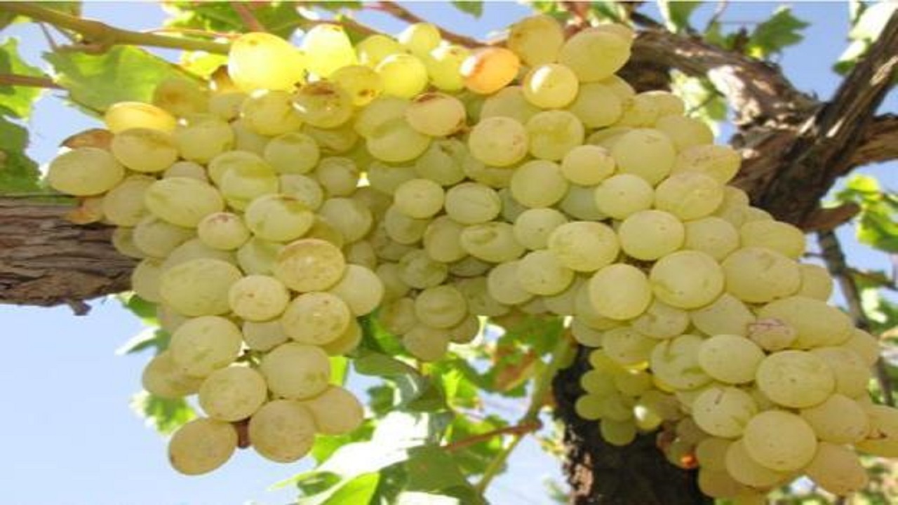 پیش بینی تولید ۳۳۰ هزار تن انگور در استان قزوین
